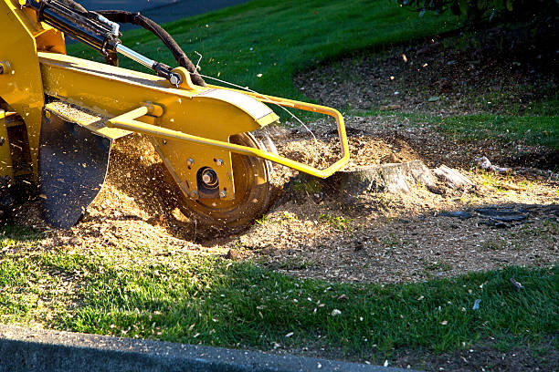 The Steps Involved in Our Tree Care Process in Mankato, MN